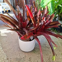 Bromeliad Neoregelia  Sp.  Plant For Sale