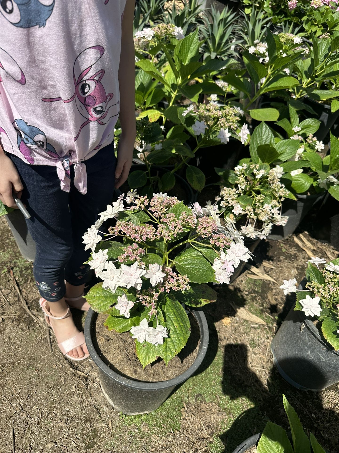 Hydrangeas