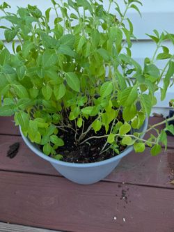 Tusli seedlings