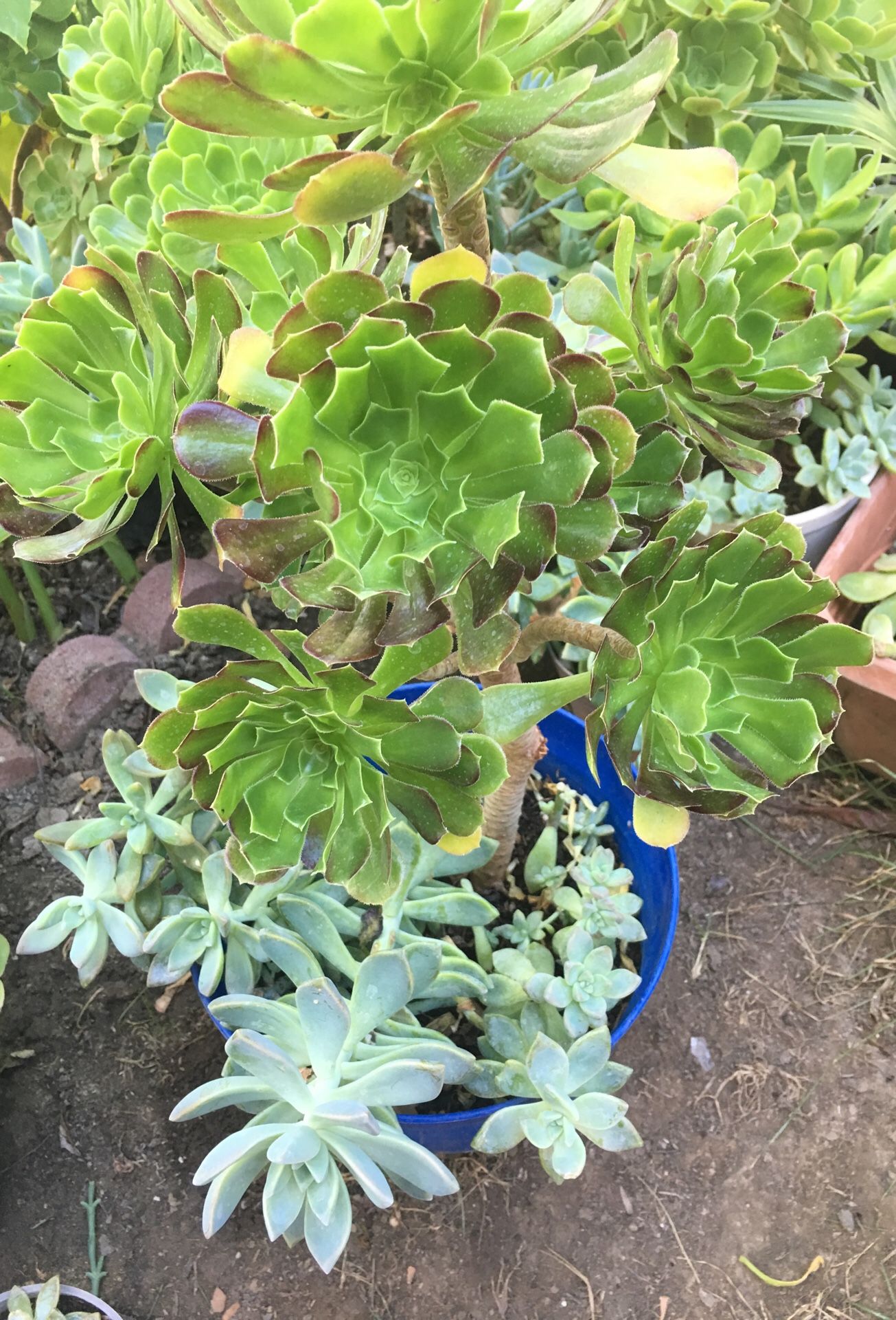 Aeoniums with succulent