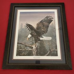 Framed Eagle Photo 29 1/2 Tall X 25 1/2 Wide