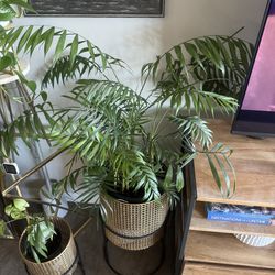 Parlor Palm Tropical Indoor Plant 