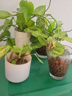 Small start house Plants 4 total