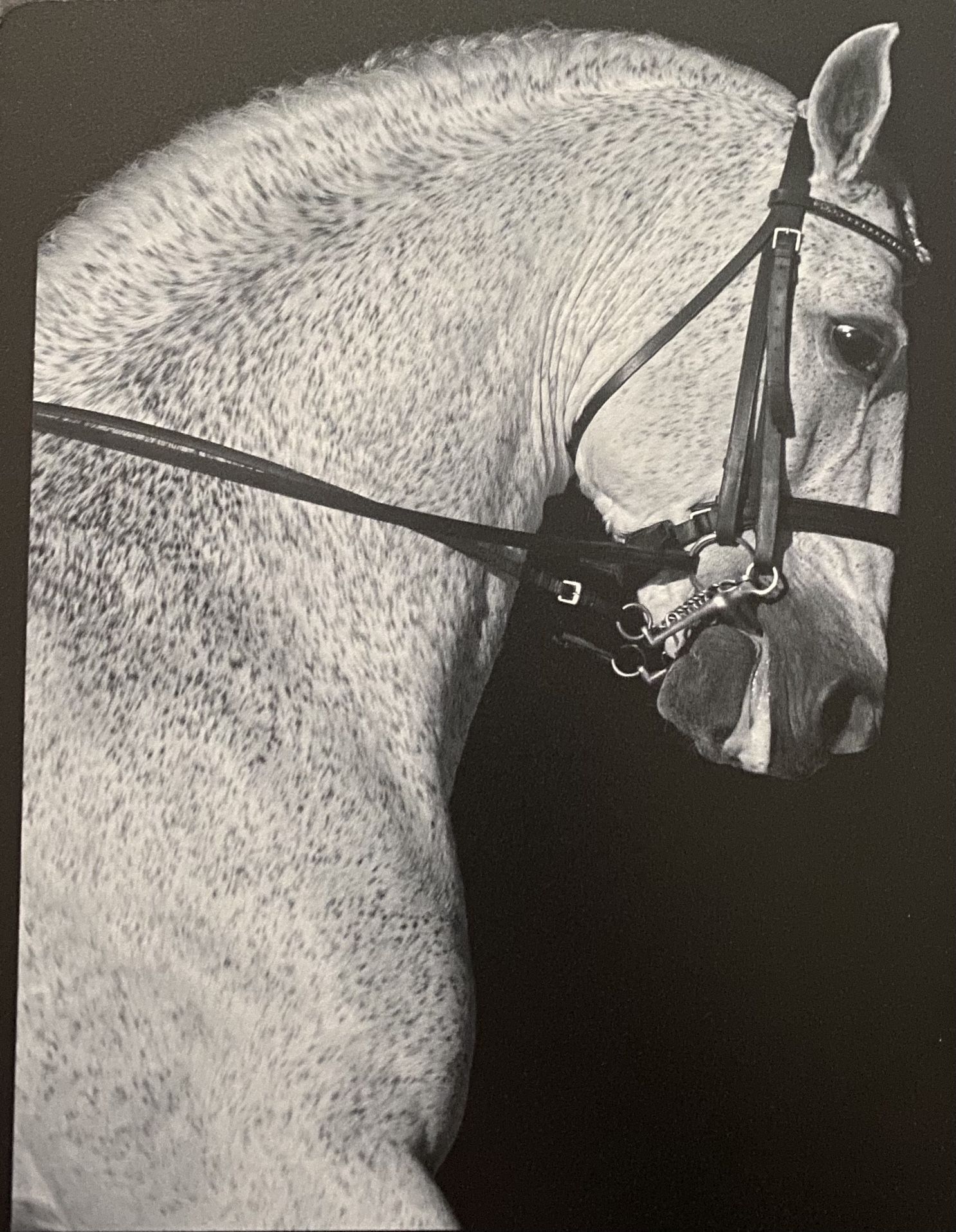Indoor/outdoor Horse Picture On Hard plastic, backing approximately 8 3/4 x 10 3/4