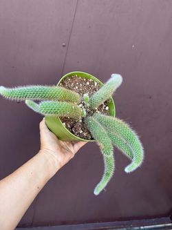 6” monkey tail