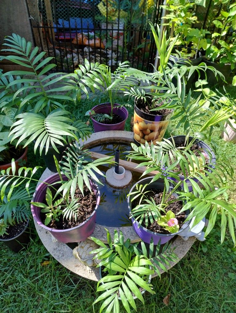 Parlor Palm