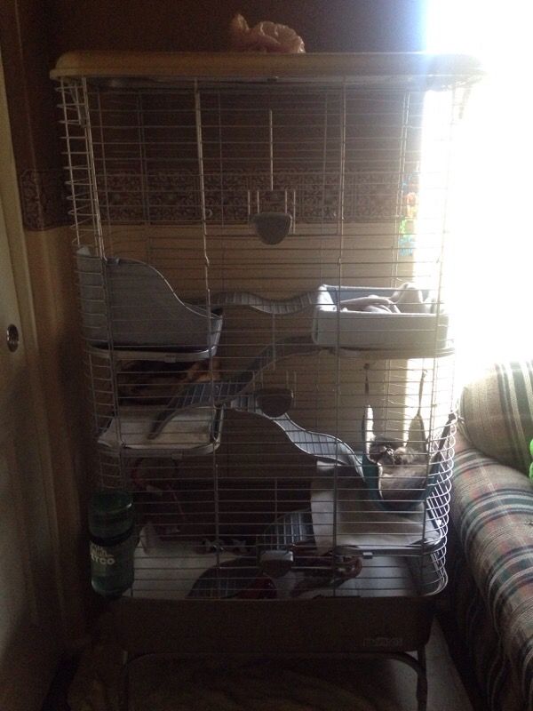Ferret cage