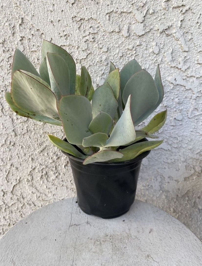 6 Inch Pot Succulent Plant - Silver Pig’s Ear Cotyledon Orbiculata - White Lady - Rooted & Established - Beautiful Color 🪴- Drought Resistant