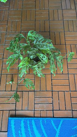 Monstera Adasonii Swiss Cheese plant 6” pot