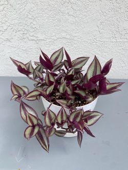 Tradescantia zebrina