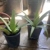 Solano Plants 
