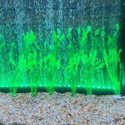 Fish Tank 