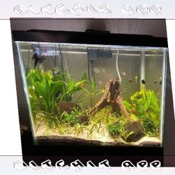 Mr concern Fully-Loaded Aquarium Set - Dive into Underwater Beauty