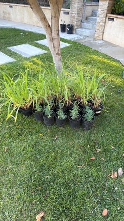 Lemon grass and Rude Plant