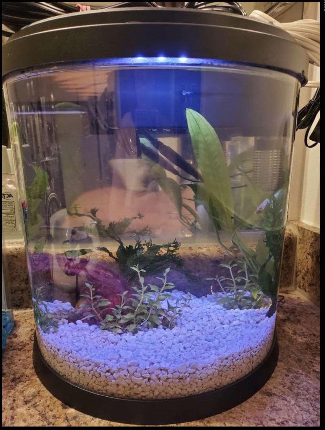 Top FinĀ® Half Moon Aquarium - 3.5 Gallon