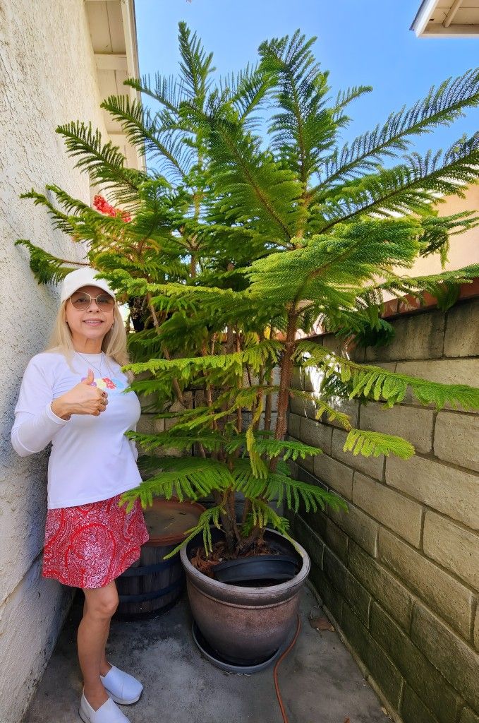 Norfolk Island Pine Tree