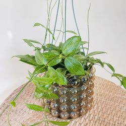 Hoya Fitchii Plants