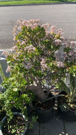 Jade Big Plant 50$-60$-70$