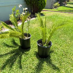 🌴 Sago Palm Plants with Pots