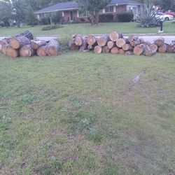 Pine Tree Wood