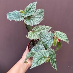 4” begonia snow capped 