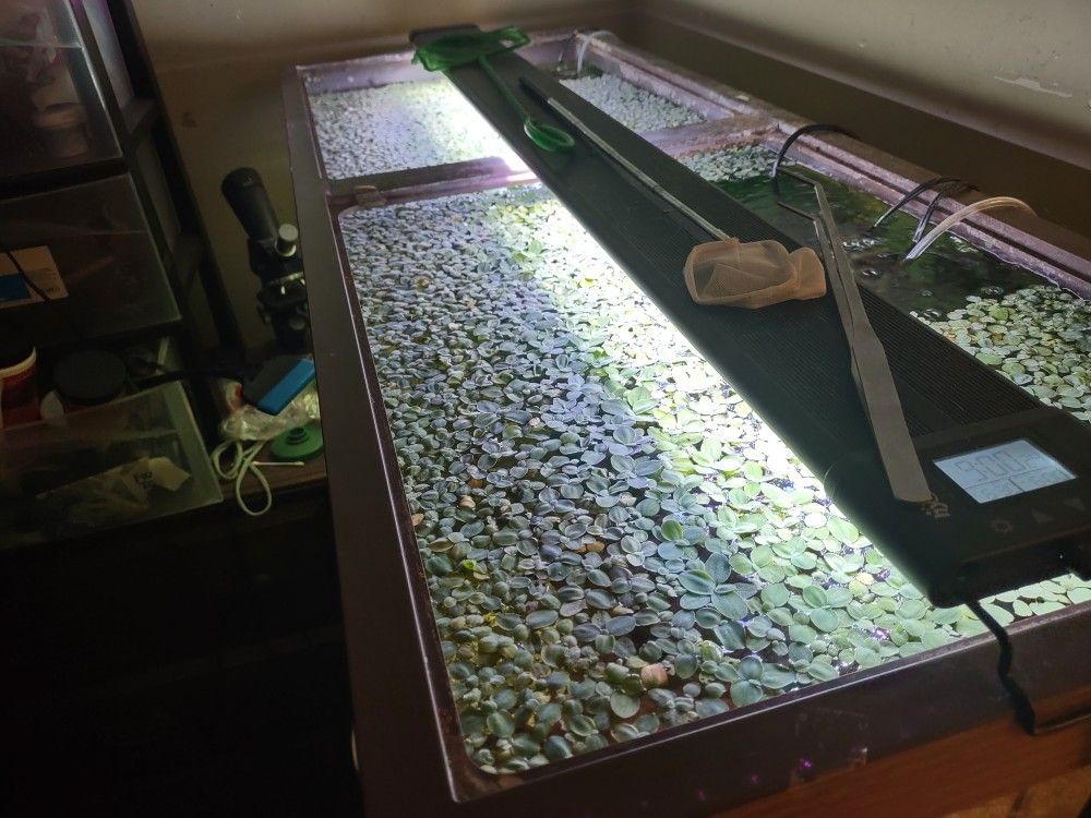 Floating Aquarium Plants