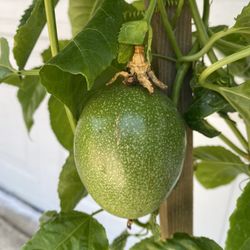 Purple Maracuya Passion Fruit Climbing Plant, In 5 Gallóns Pot Pick Up Only