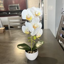 Mini Orchid 