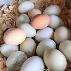 Fresh Eggs Daily Vancleave Homegrown