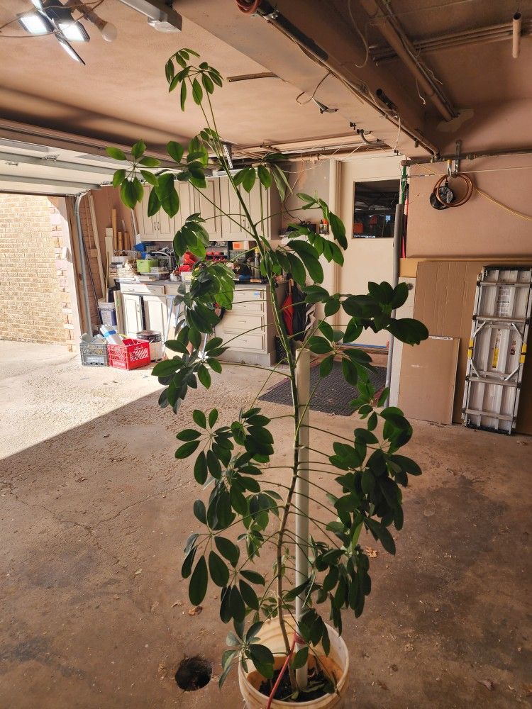 Umbrella plant with terracotta pot