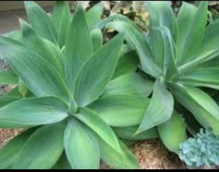 GREAT DEAL ... Large 24" + wide Agaves : 💦Very Drought Tolerant