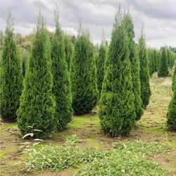 Privacy Tree Sale FREE DELIVERY! Emerald Green & Green Giants 