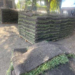 Grass And Sprinklers 