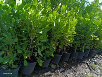 🌿🌿 Clusia privacy hedge plants 7gl overgrown 4.5ft $23