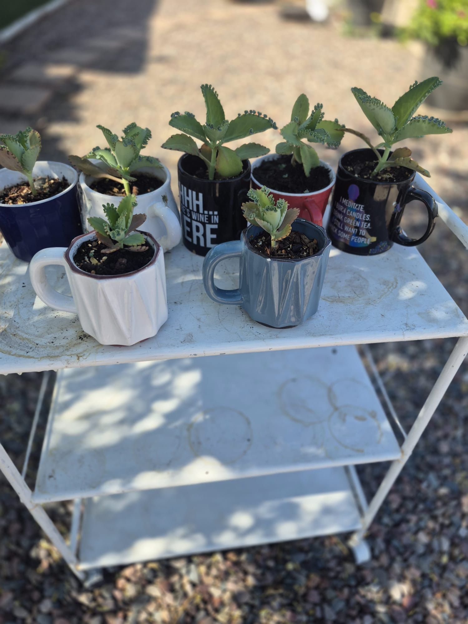 Succulents Plants Prices Starting $3-$8