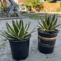 Agave Lophantha (Quadricolor)