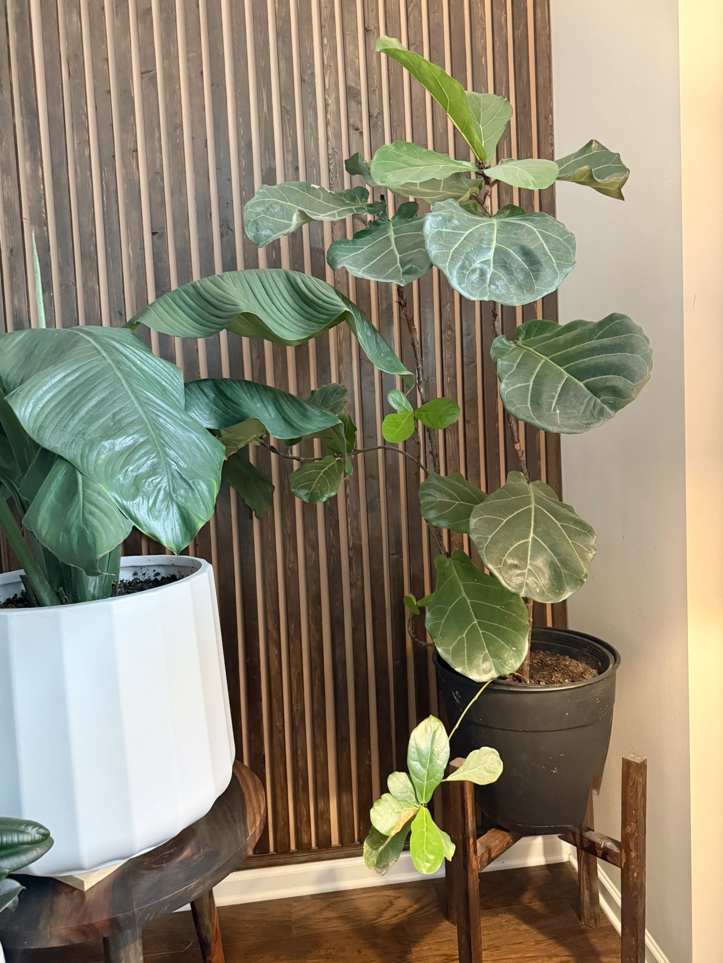 fiddle leaf fig tree -plant