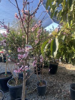 Fruit Trees
