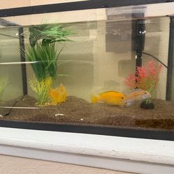Fish tank with accessories
