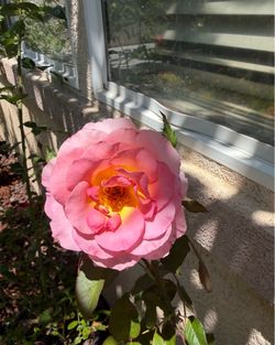 Pink Grandiflora Rose