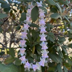 Hawaiian Forever Car Lei