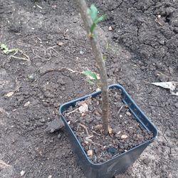 salavaski pomegrenate plant 