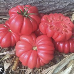 Rare Heirloom Tomato Seedlings $5