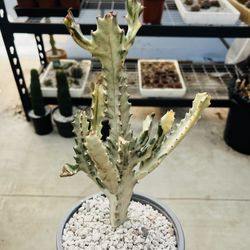 Ghost Cactus Euphorbia Imported