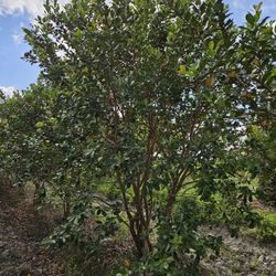 Psidium Littorale
Strawberry Guava Tree Huge Full Beautiful  Raffi For Planting