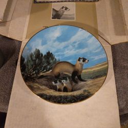 The Black Ooted Ferret Plate With Papers And Box