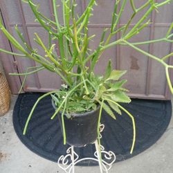 cactus de lapis tienen planta de cabcerina