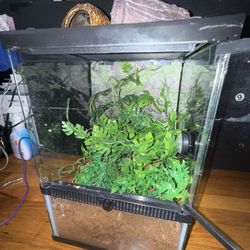 12x12x18 Terrarium Everything included If U Want 
