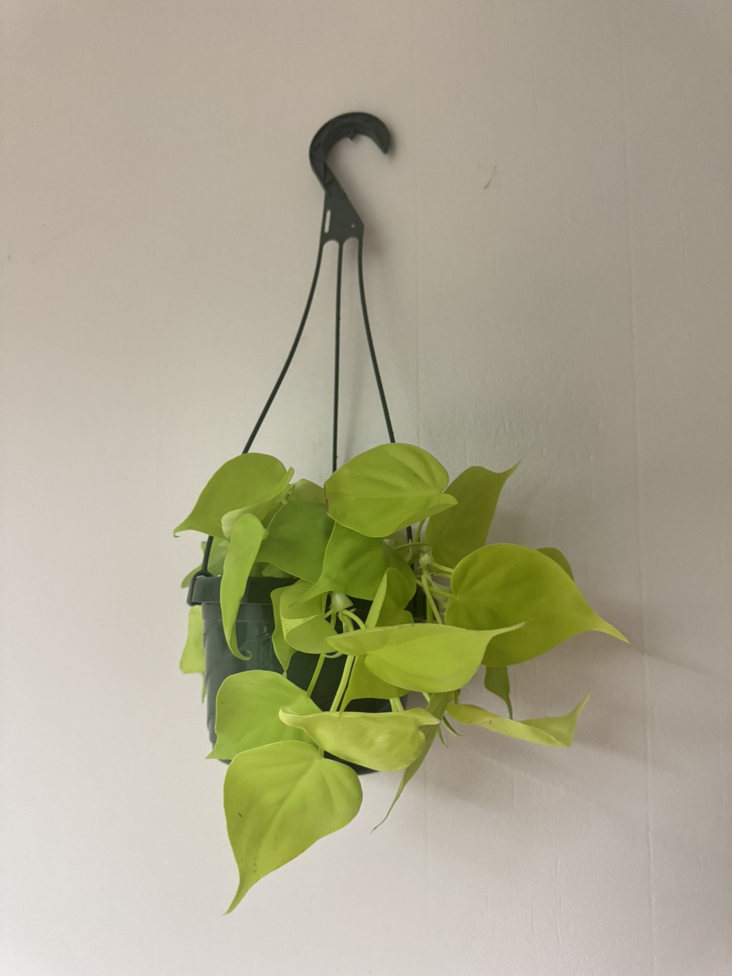 Lemon Lime Philodendron