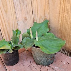 LIVE PLANT Kaempheria  galanga Aromatic Sand Chinese Ginger Resurrection Lily
